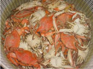 Crabs-Boiled.jpg