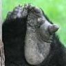 gorrillafeet