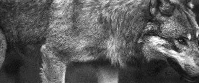 tumblr_ol219ePngN1slzt2wo1_400.gif