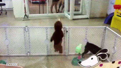 happy-ass-dog-when-owner-arrives.gif