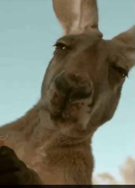 Smart-Select-20230419-062416-Twitter.gif