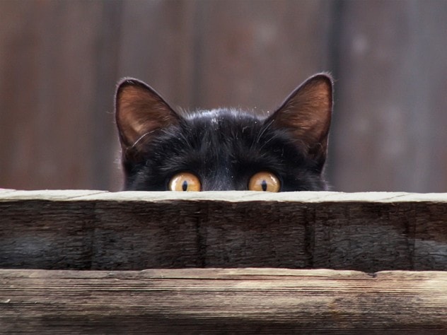 Peeking-Cat-632x474.jpg