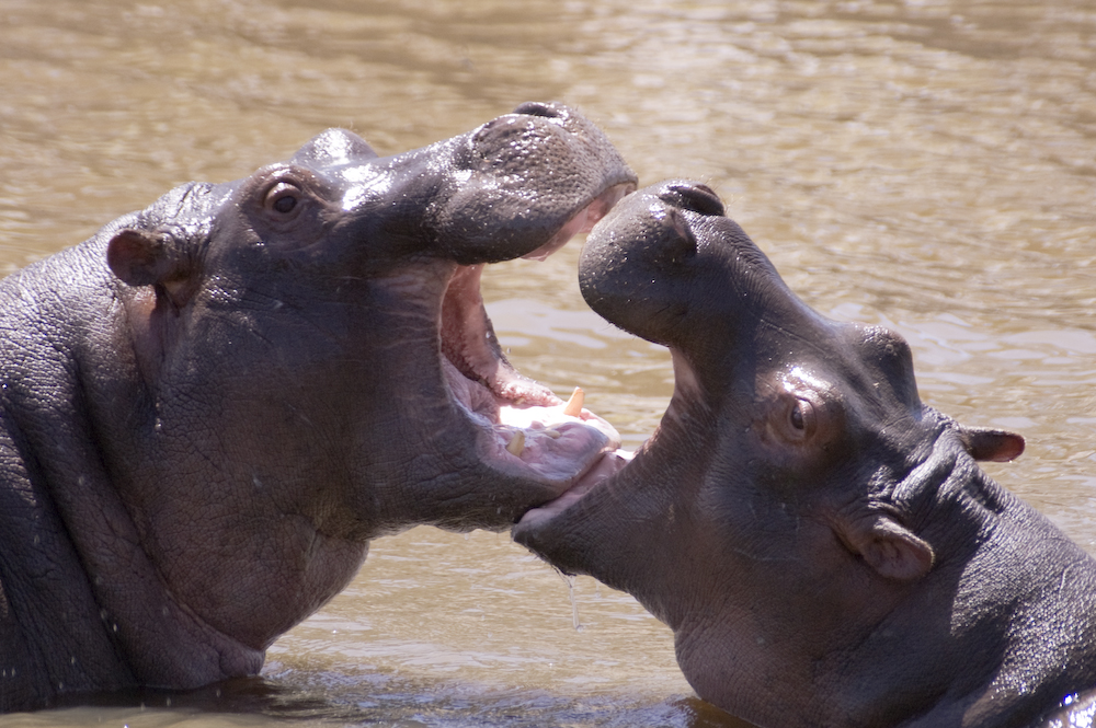 12%20Hippo%20Fight.jpg