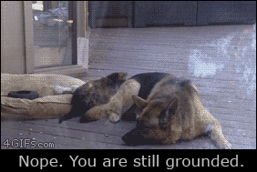 tumblr_oh26xa1pRa1u49zhho1_400.gif