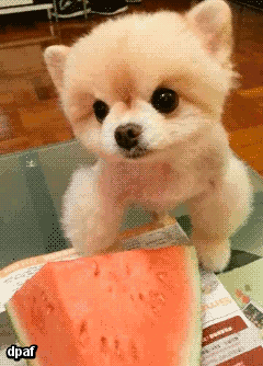 tumblr_mpueqy0KBq1r5c792o2_250.gif