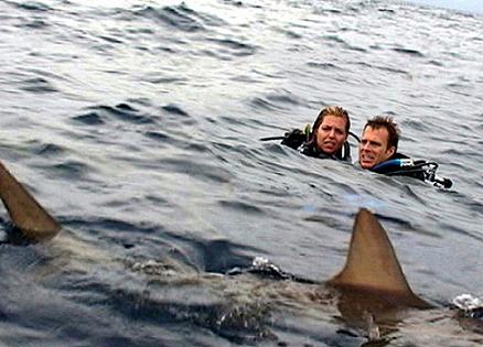 sharks.jpg