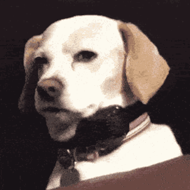 suspicious-dog.gif
