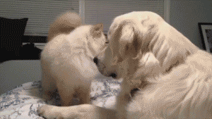 dog-pushes-cat.gif