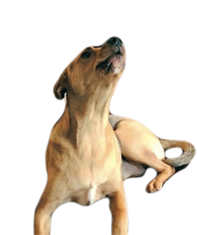 barking-this-is-happening.gif