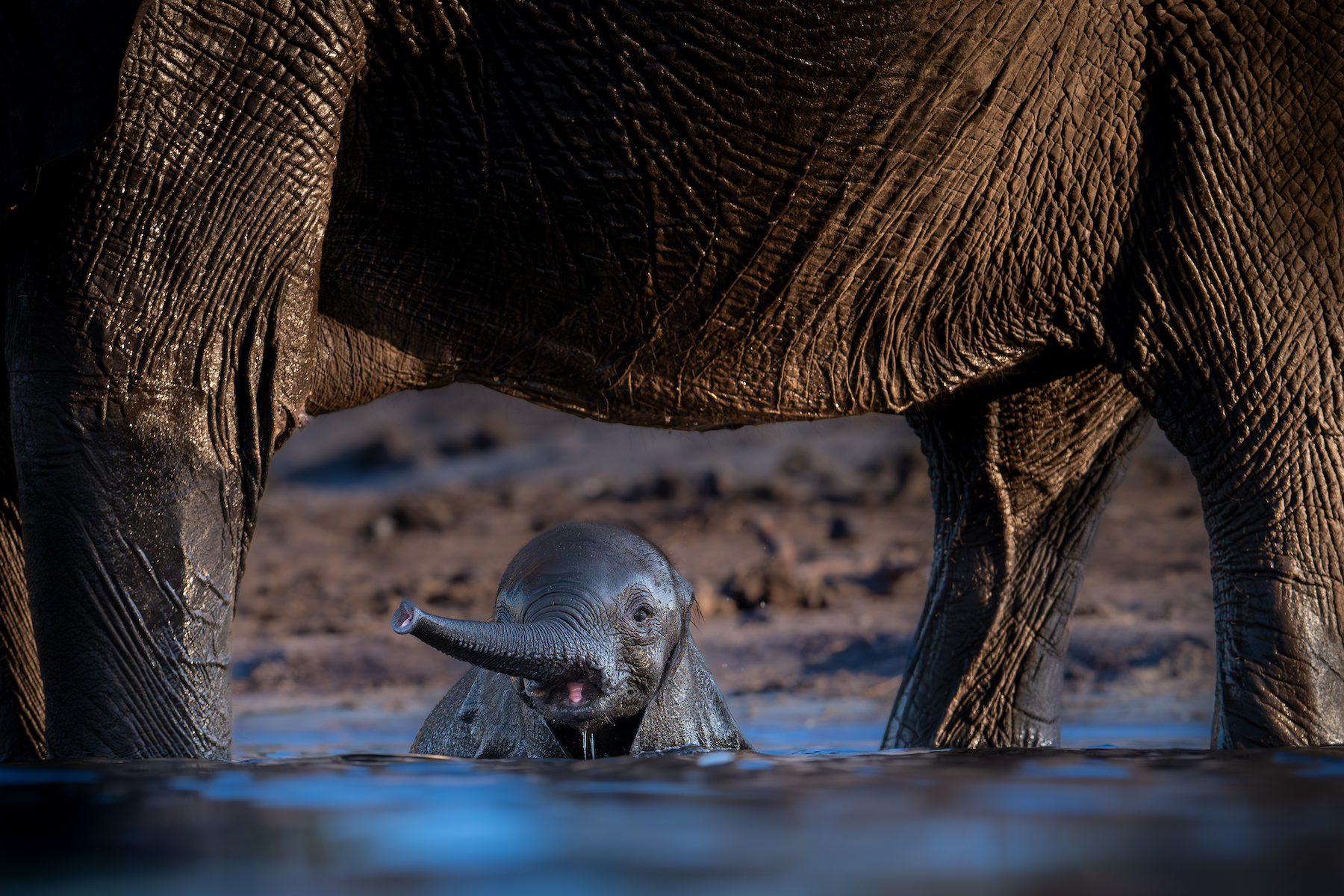Terrestrial_Dewald_Tromp_4K.jpg