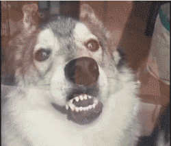 tumblr_o2tc3xDmpO1s02vreo1_250.gif