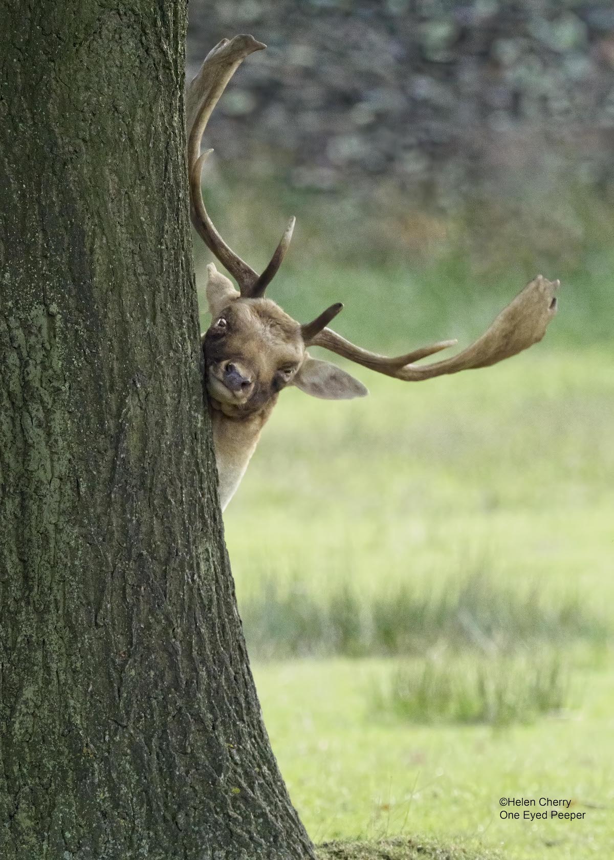 Helen-Cherry-One-Eyed-Peeper-copy.jpg