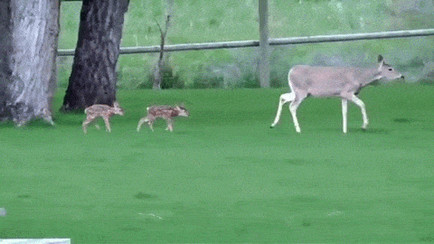 KepXN8.gif