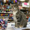 Behold Lalo (Jen Chung / Gothamist)