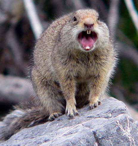 mad_squirrel.jpg