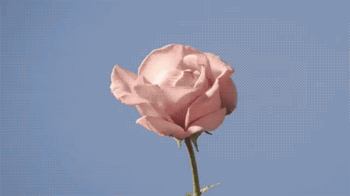 tumblr_m4ajmxLpe31qfji2jo1_500.gif