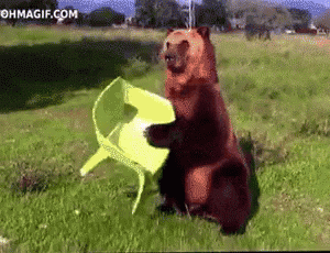 drama-bear.gif