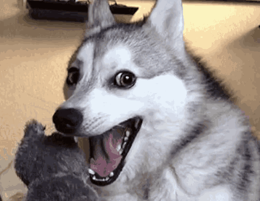 tenor.gif