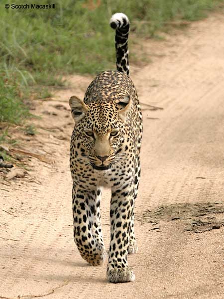leopard_ep-2456m.jpg