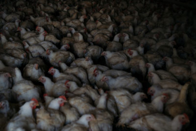 20190626-chicken-farm-inline.jpg