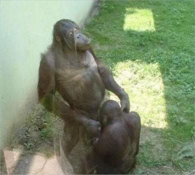monkey20blowjob.jpg