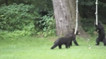 SfEK.gif