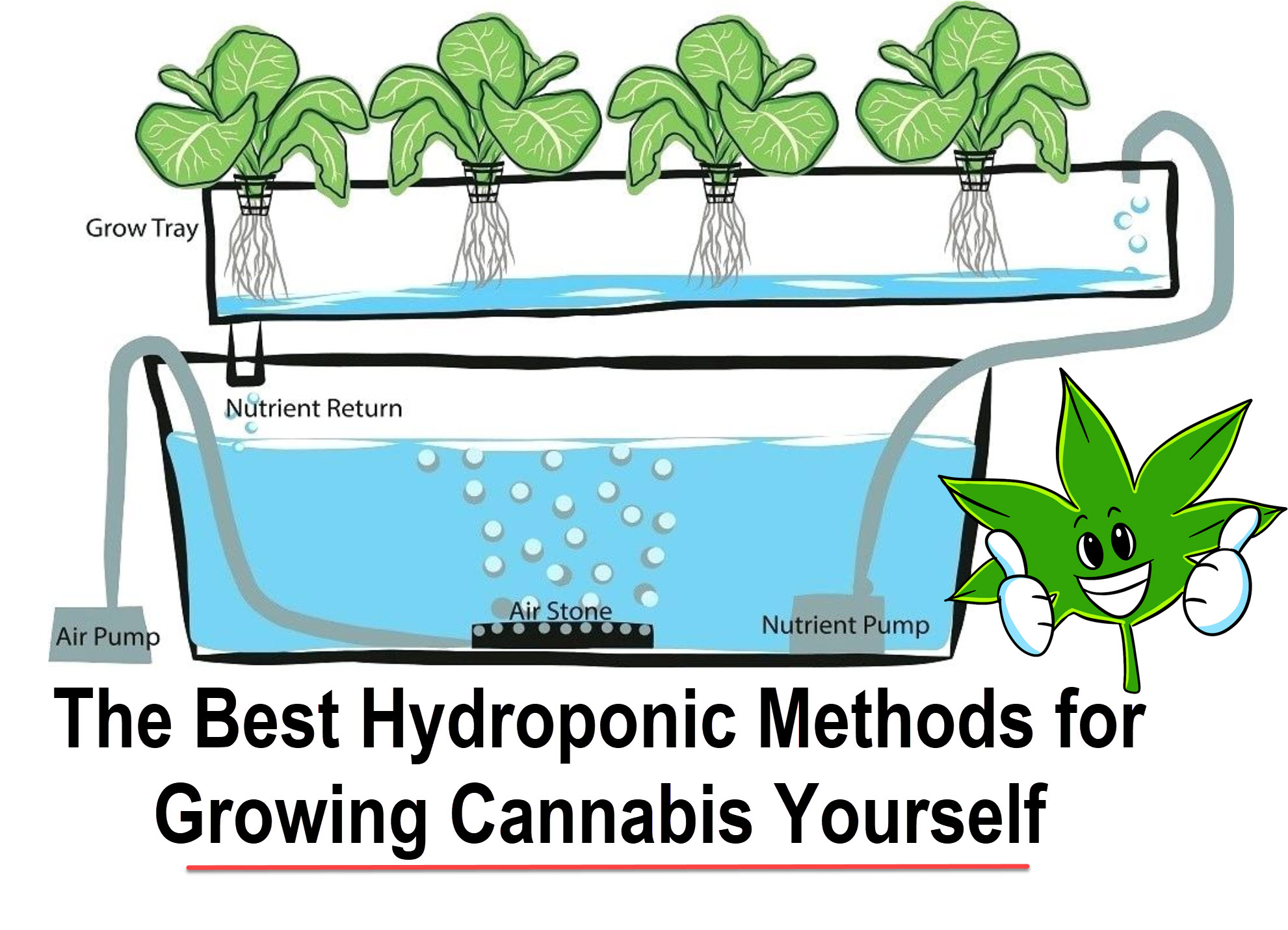 3743_29hD_hydroponicsforcannabis.jpg
