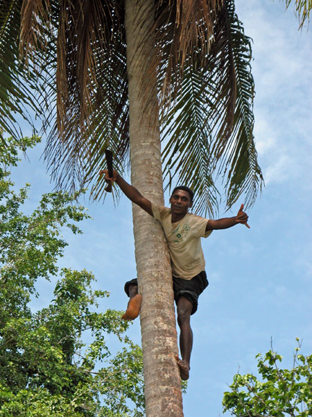 Mansinam-Island-Coconut-Collecting.JPG