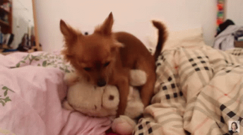 dog-doggo.gif