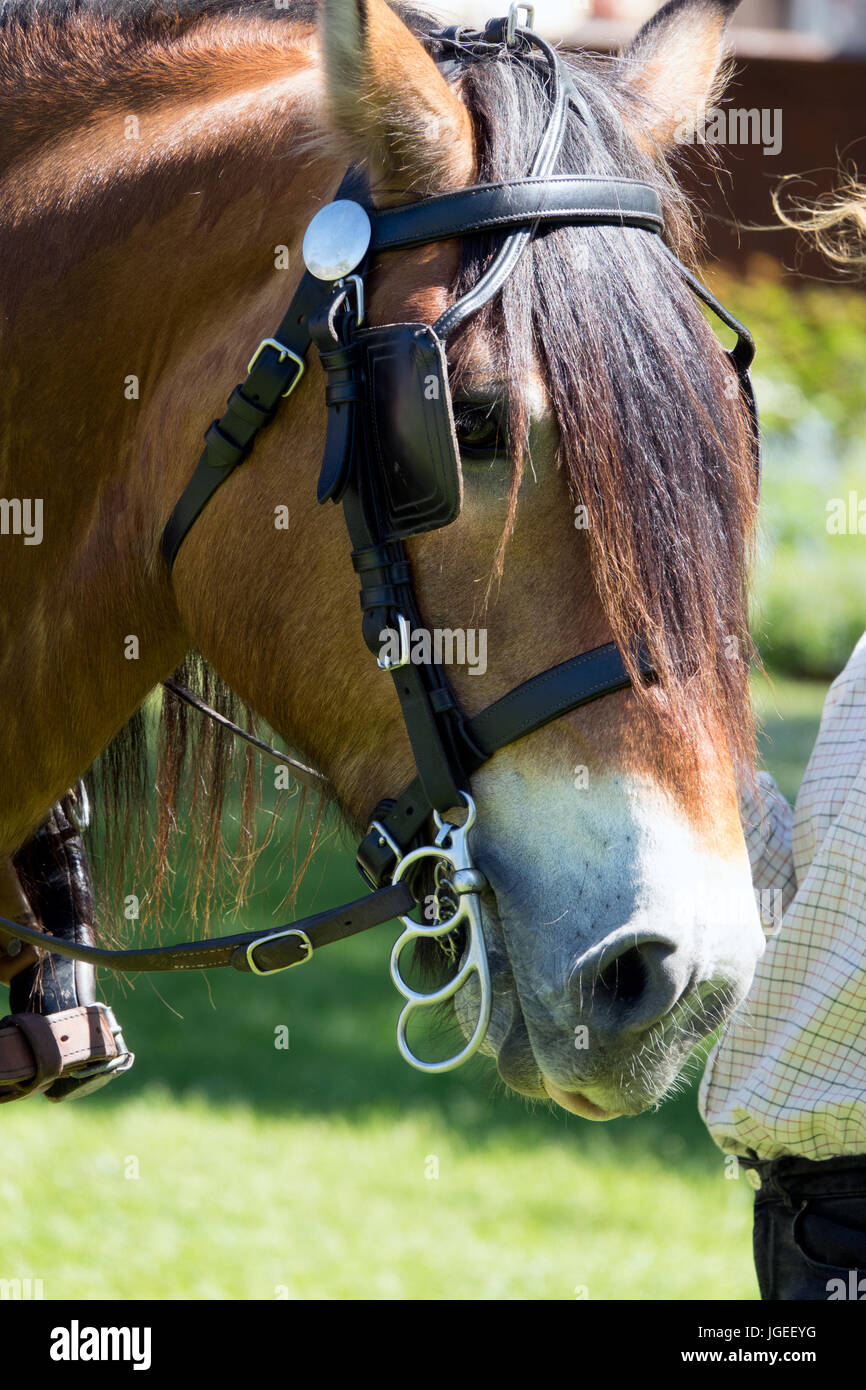 portrait-of-a-horse-witch-horse-blinders-JGEEYG.jpg