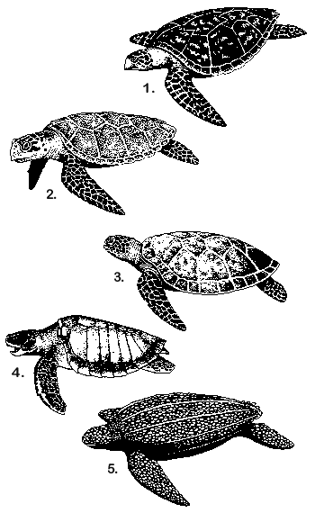 marine-turtles.gif