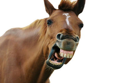 horse-laugh-721137.jpg