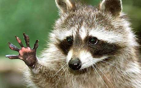 racoonHELLOBYE.jpg