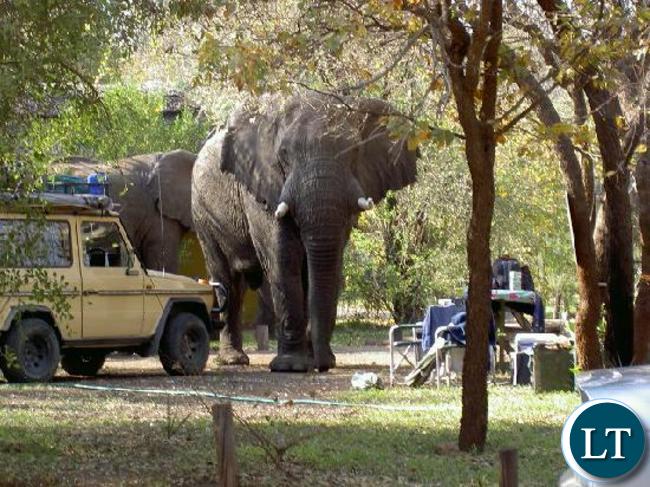 elephant-at-the-lodge.jpg