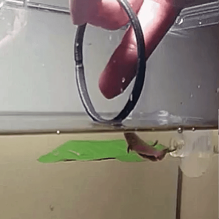 tumblr_oz0halBiPx1vnq1cro2_500.gif