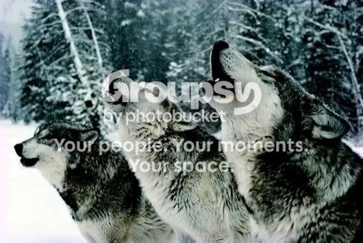 wolves.jpg