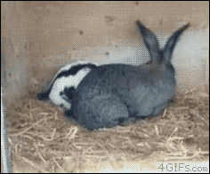 Rabbit-quickie_zpszjw5wmcs.gif