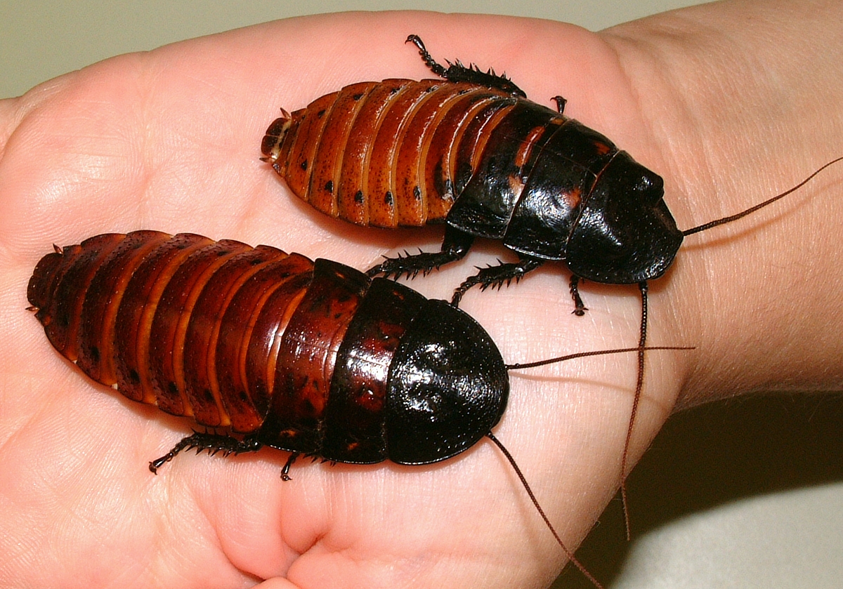 hissing_roaches.jpg
