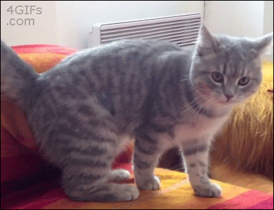tumblr_ml3yxgHkVb1qdlh1io1_400.gif