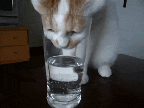 cat2-9.gif