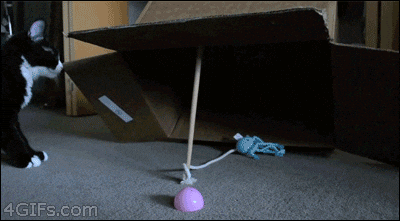 giphy.gif
