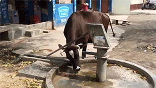 tumblr_nupqwfkAyR1rc7zl1o2_400.gif