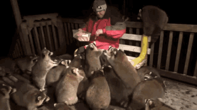 mobbed-raccoons.gif