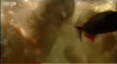 piranhas-feeding.gif