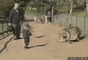 crouching-kangaroo-hidden-ass-kicking.gif