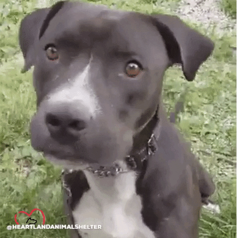cute-dog-black-confused-gk8cd7g3c6r3b44b.gif