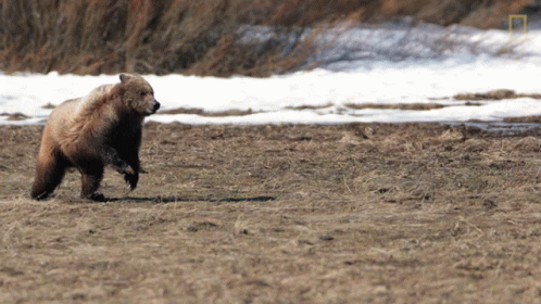 running-bears101.gif