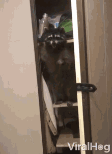 surprise-raccoon-coming-out-of-the-closet.gif