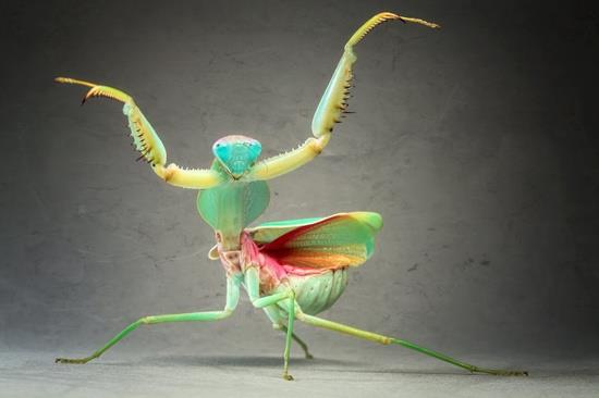 mantis-3.jpg