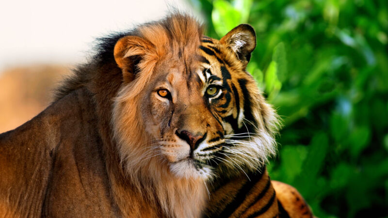 liger-hybrid-800x450.jpg